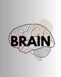 human psychology brain
